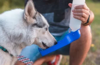What Are the Best Pet Water Bottles for Outdoor Adventures?