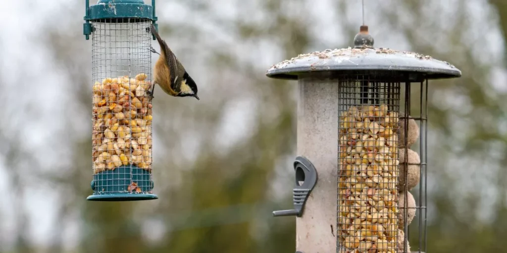 How Can You Tell if Your Bird’s Food Is Nutritionally Complete?